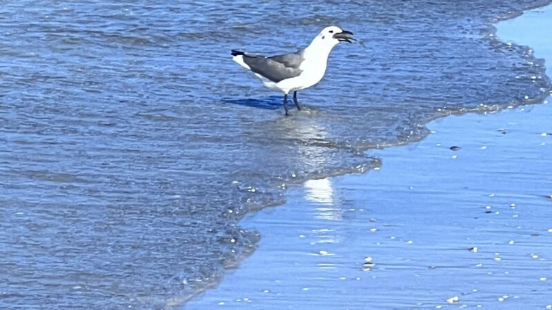 Public Beach Access - Longboat Key, FL