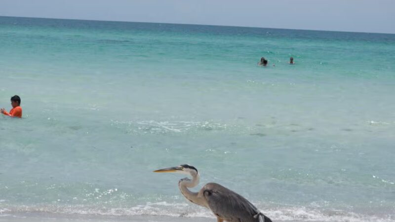Public Beach Access - Longboat Key, FL