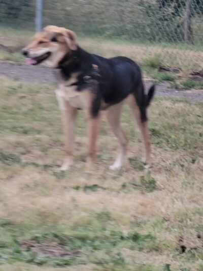 City of Longview Off Leash Dog Park - Longview, WA