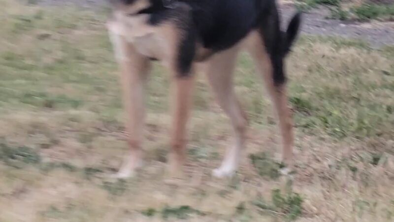 City of Longview Off Leash Dog Park - Longview, WA