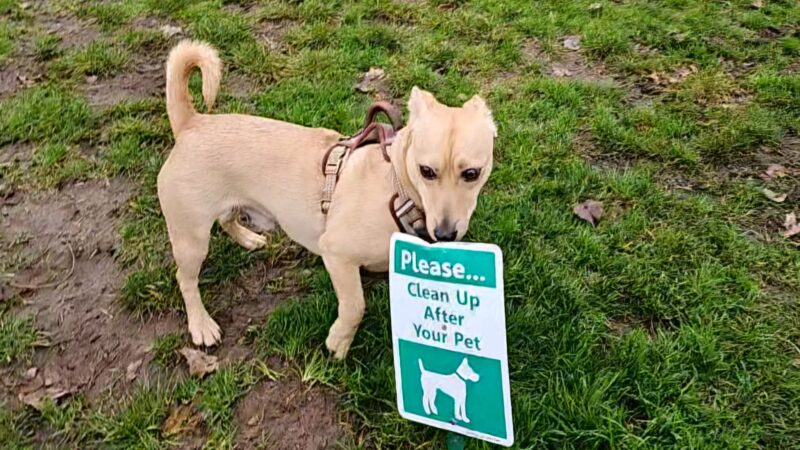 City of Longview Off Leash Dog Park - Longview, WA
