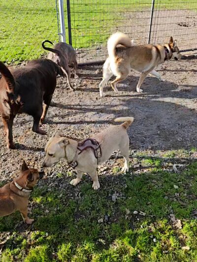 City of Longview Off Leash Dog Park - Longview, WA