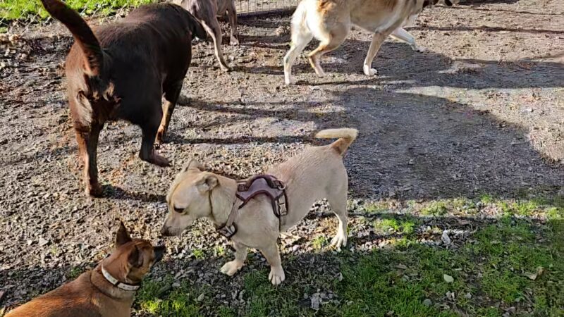 City of Longview Off Leash Dog Park - Longview, WA
