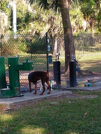 Arbor Dog Park - Longwood, FL