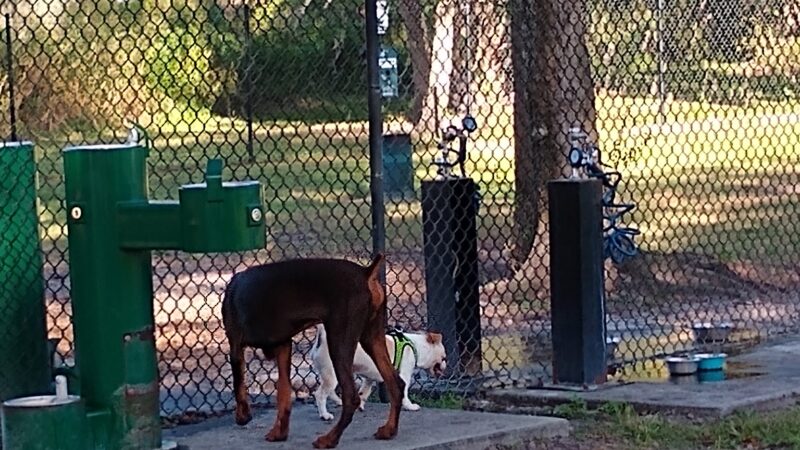 Arbor Dog Park - Longwood, FL