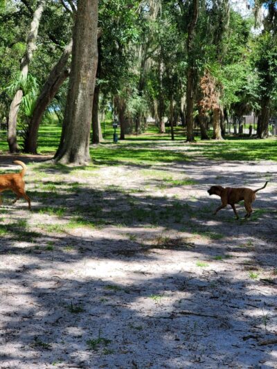 Arbor Dog Park - Longwood, FL