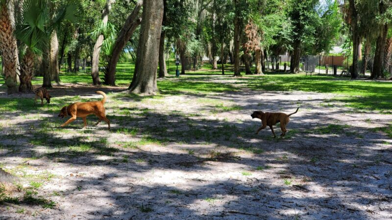 Arbor Dog Park - Longwood, FL