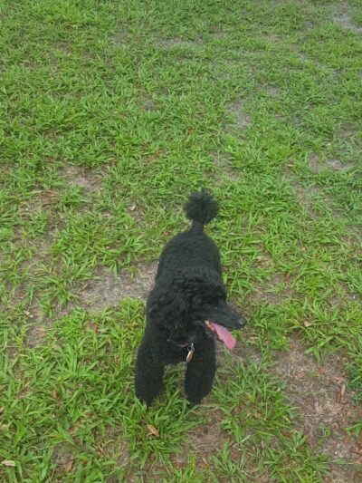 Arbor Dog Park - Longwood, FL