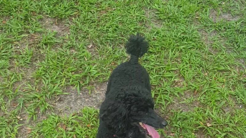 Arbor Dog Park - Longwood, FL