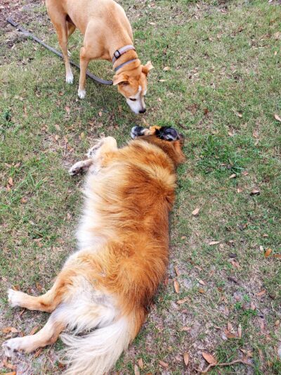 Arbor Dog Park - Longwood, FL