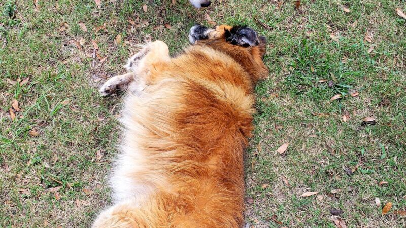Arbor Dog Park - Longwood, FL
