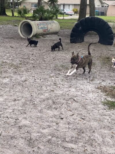 Arbor Dog Park - Longwood, FL