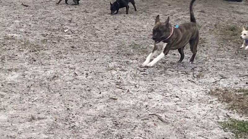 Arbor Dog Park - Longwood, FL