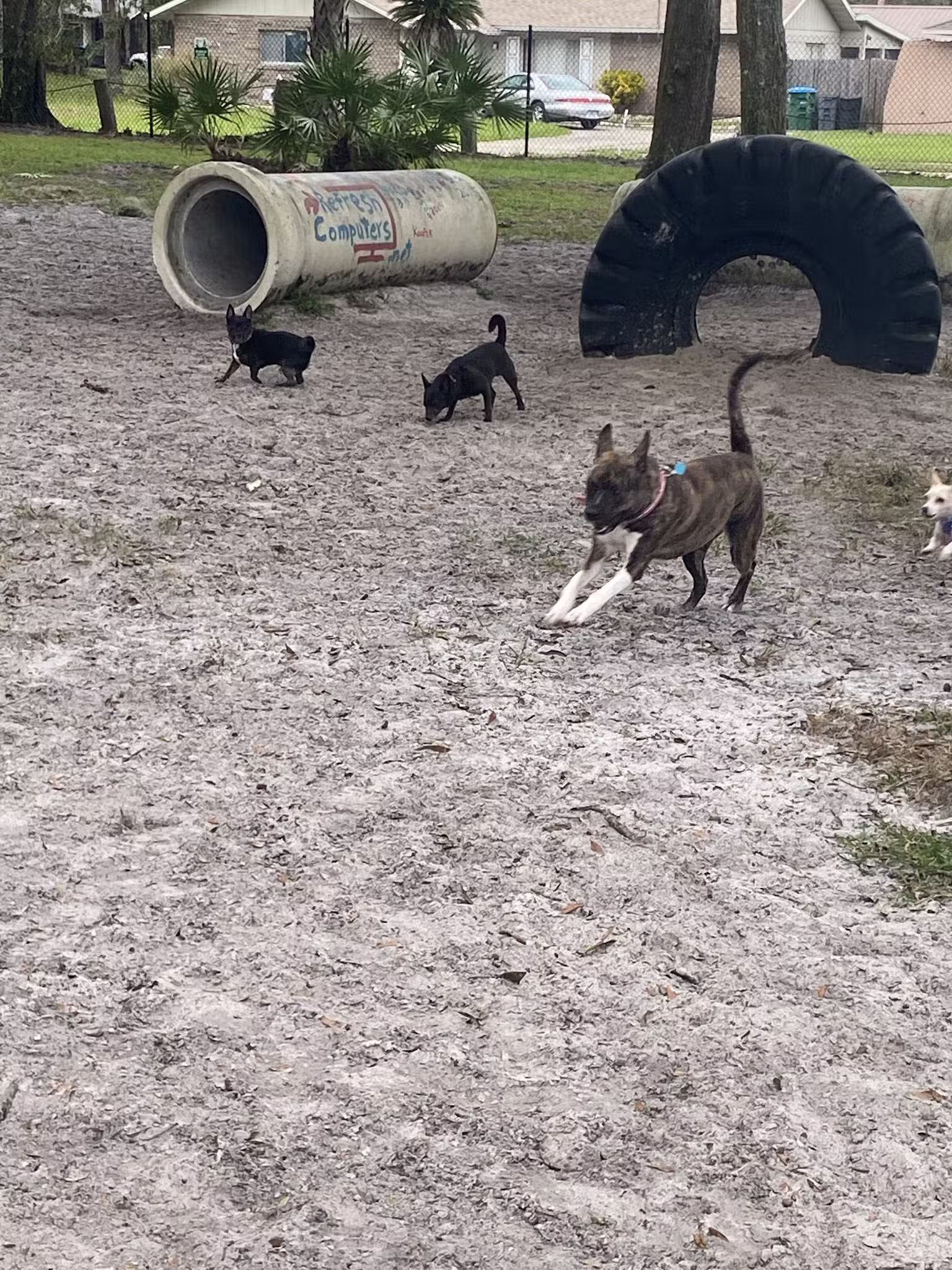 Arbor Dog Park - Longwood, FL