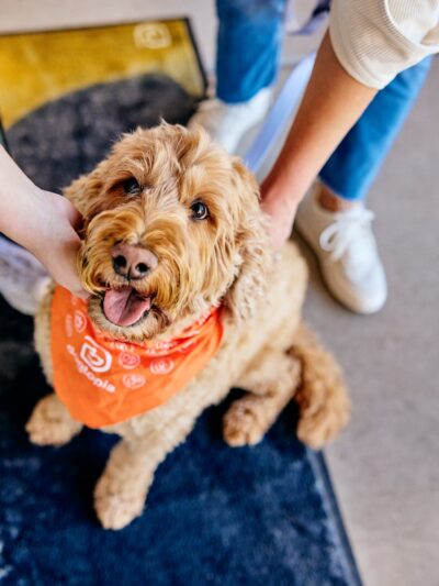Dogtopia of Orlando - Longwood - Longwood, FL