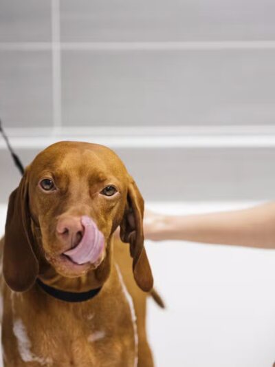 Dogtopia of Orlando - Longwood - Longwood, FL