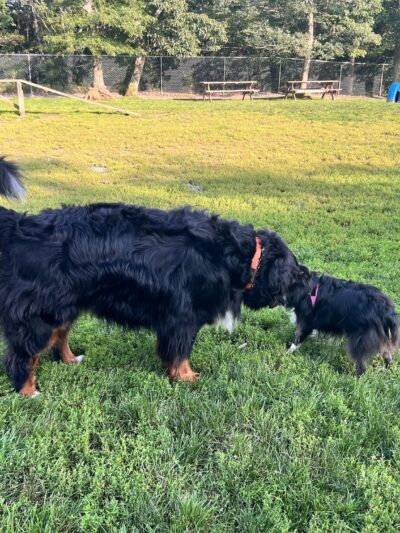 Hemlock Farms Dog Park - Lords Valley, PA