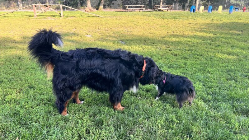 Hemlock Farms Dog Park - Lords Valley, PA