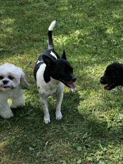 Hemlock Farms Dog Park - Lords Valley, PA