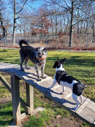 Hemlock Farms Dog Park - Lords Valley, PA