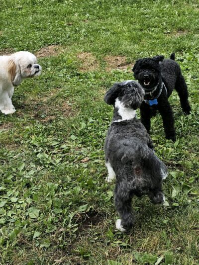 Hemlock Farms Dog Park - Lords Valley, PA