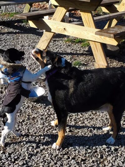 Hemlock Farms Dog Park - Lords Valley, PA