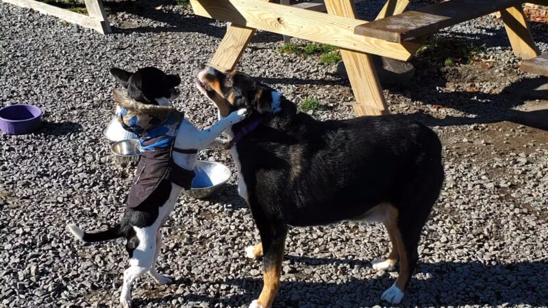 Hemlock Farms Dog Park - Lords Valley, PA