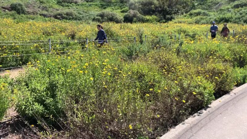 Stocker Corridor Trail - Los Angeles, CA