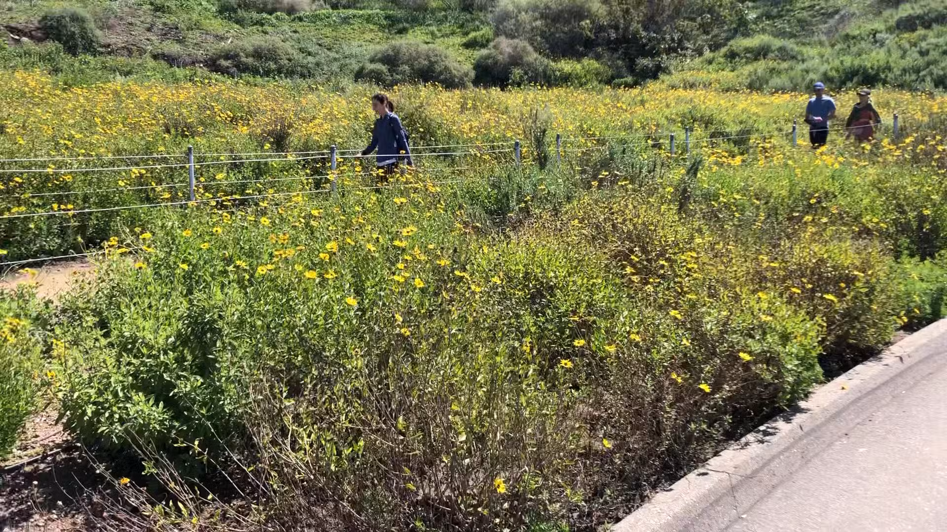 Stocker Corridor Trail - Los Angeles, CA