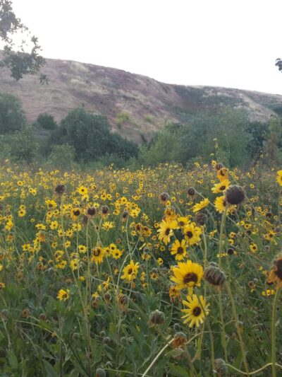 Ascot Hills Park - Los Angeles, CA