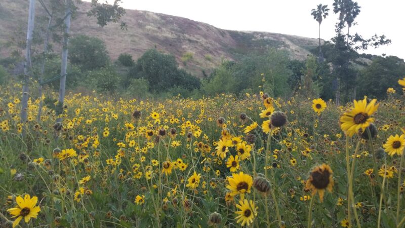 Ascot Hills Park - Los Angeles, CA
