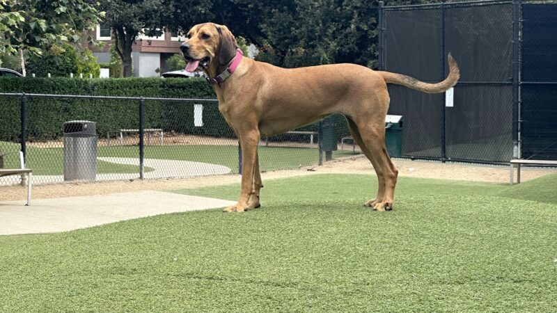 Bluff Creek Dog Park - Los Angeles, CA