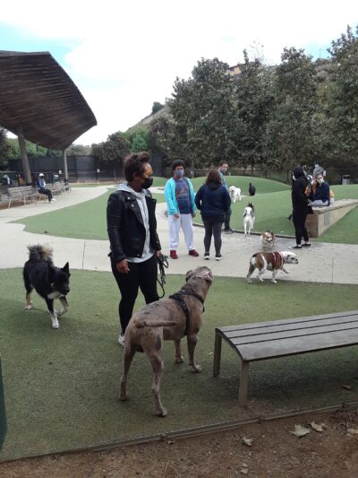 Bluff Creek Dog Park - Los Angeles, CA