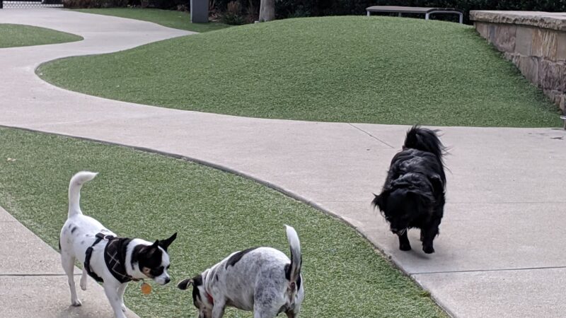 Bluff Creek Dog Park - Los Angeles, CA