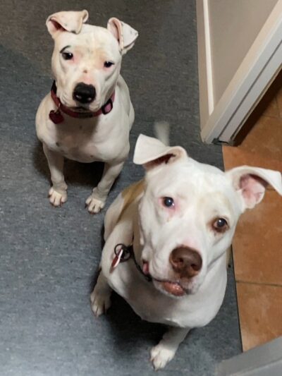 Brandon Fouche - Los Angeles, CA