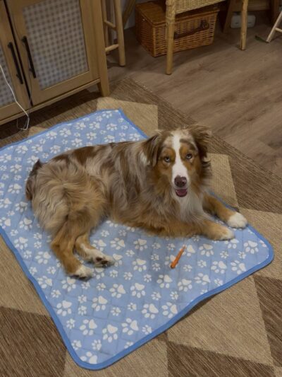 Brandon Fouche - Los Angeles, CA