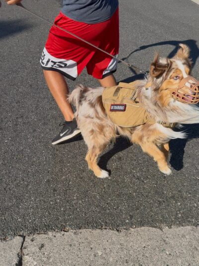 Brandon Fouche - Los Angeles, CA