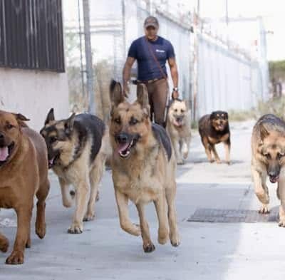 Brandon Fouche - Los Angeles, CA