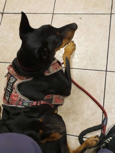 Brandon Fouche - Los Angeles, CA