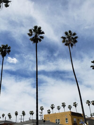 Chesterfield Square Park - Los Angeles, CA