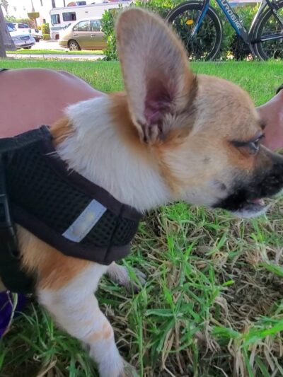 Chesterfield Square Park - Los Angeles, CA