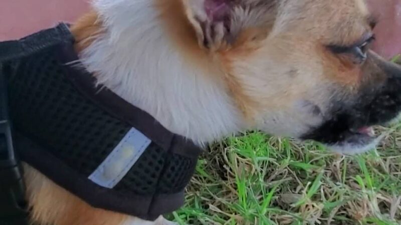 Chesterfield Square Park - Los Angeles, CA