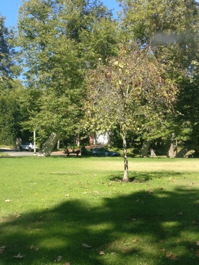 De Neve Square Park - Los Angeles, CA