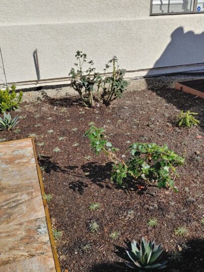 Gage & Avalon Park - Los Angeles, CA