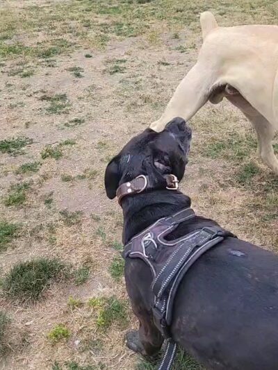 Madison West Park - Los Angeles, CA