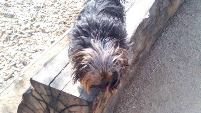 Magic Johnson dog park - Los Angeles, CA