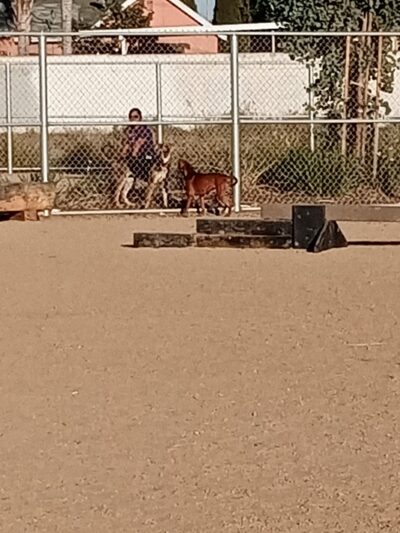 Magic Johnson dog park - Los Angeles, CA