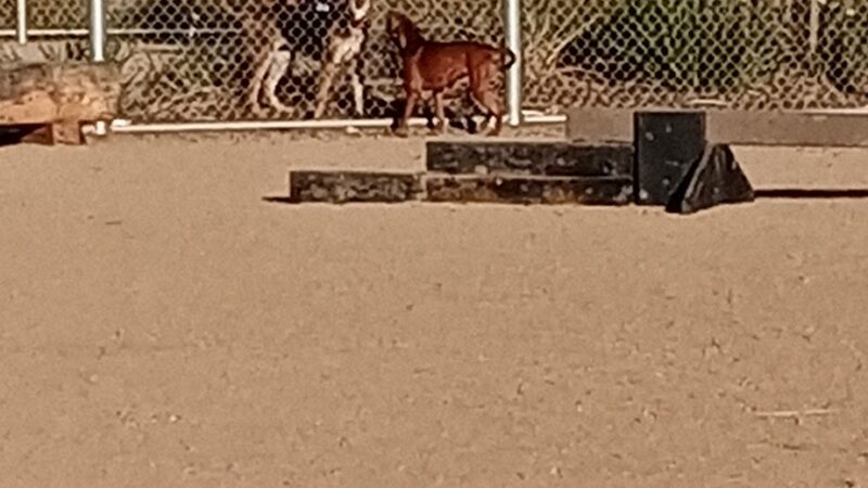 Magic Johnson dog park - Los Angeles, CA