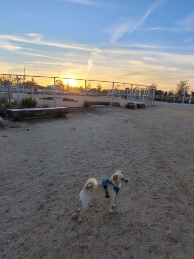 Magic Johnson dog park - Los Angeles, CA