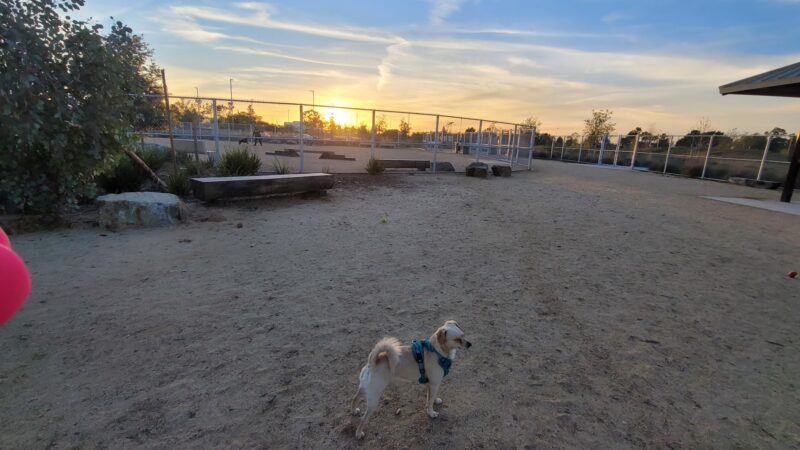 Magic Johnson dog park - Los Angeles, CA